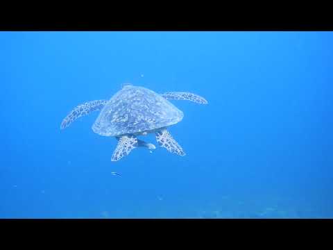 Įkelti vaizdo įrašą: