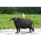 Sony Alpha 6700 + 18-135mm Zoom Lens